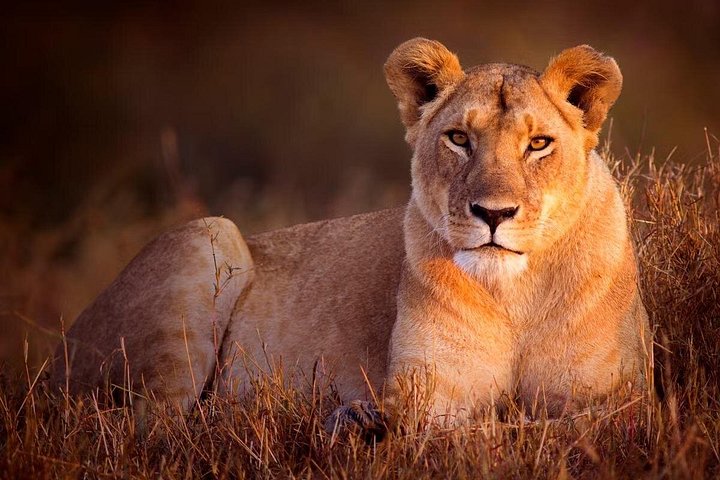 7 Days Uganda Primates and Wildlife Private Safari