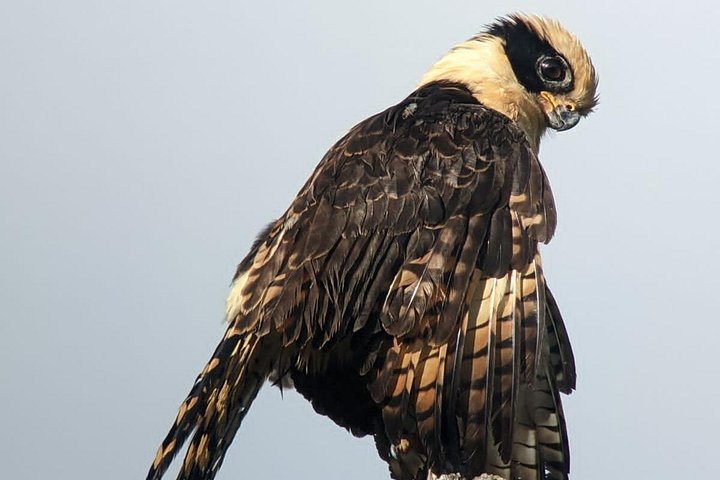 3 Hours Uvita Bird Watching Oro Verde