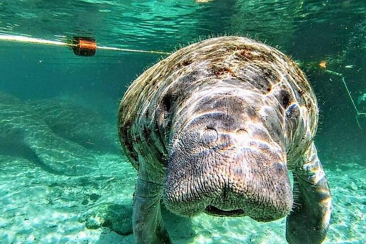 Silver Springs Manatee Kayak Tour