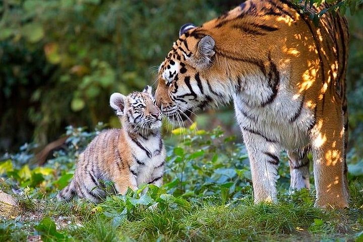 From Delhi: Golden Triangle with Tiger Safari Private Tour
