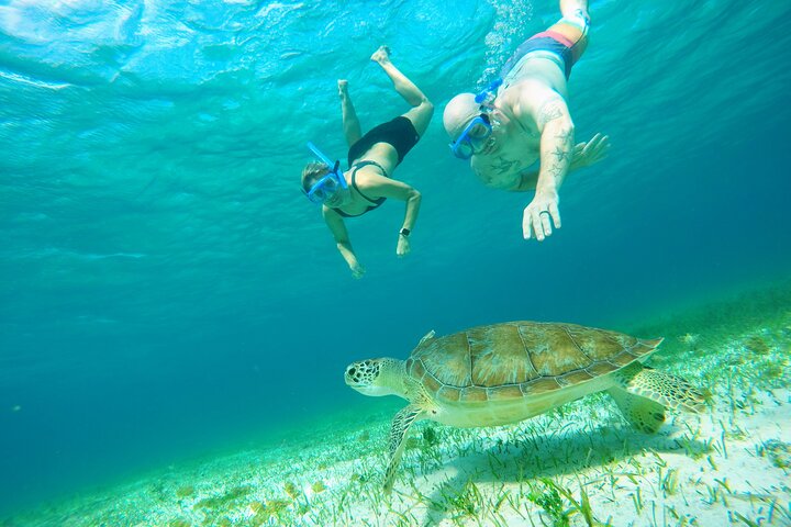 Starfish, Stingrays and the Cozumel Turtle Sanctuary Snorkel Tour