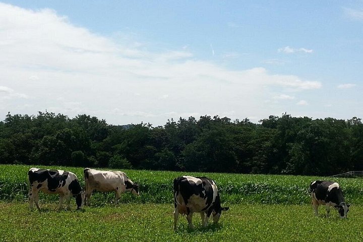 VIP Private dairy experience Tour