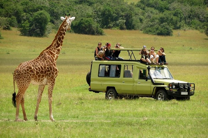 4 Days Masai Mara and Lake Nakuru Camping Safari on 4x4 Jeep