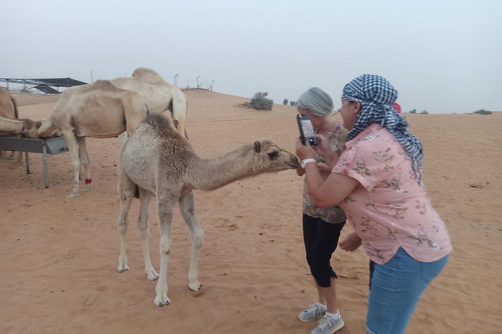 Morning Desert Safari in Nazwa Desert