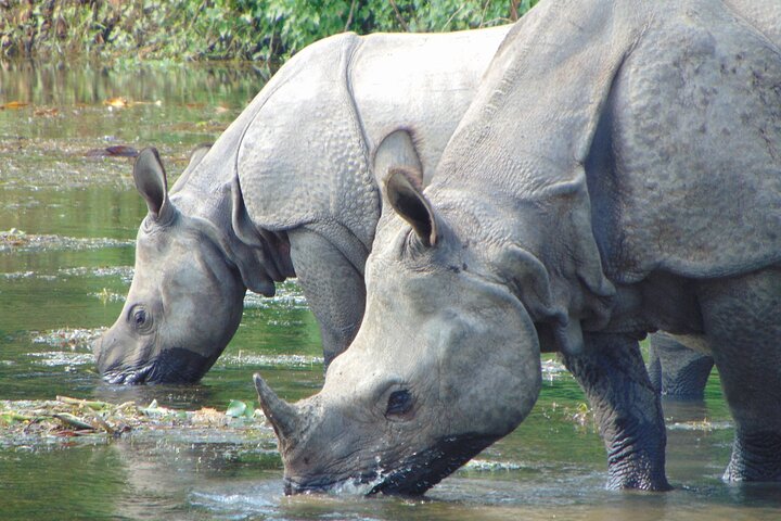 2 nights 3 days Chitwan Jeep Safari Package