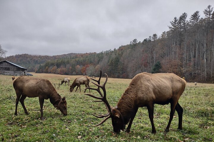 3 HR Self-Drive Guided UTV Tour: Cataloochee Dirt Roads & Elk