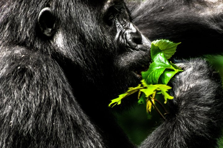 3 Day Private Uganda Gorilla Safari Tour