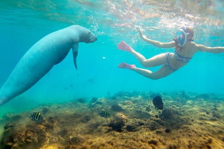 Marsa Alam: Discover Snorkeling Magic at Abu Dabab Beach