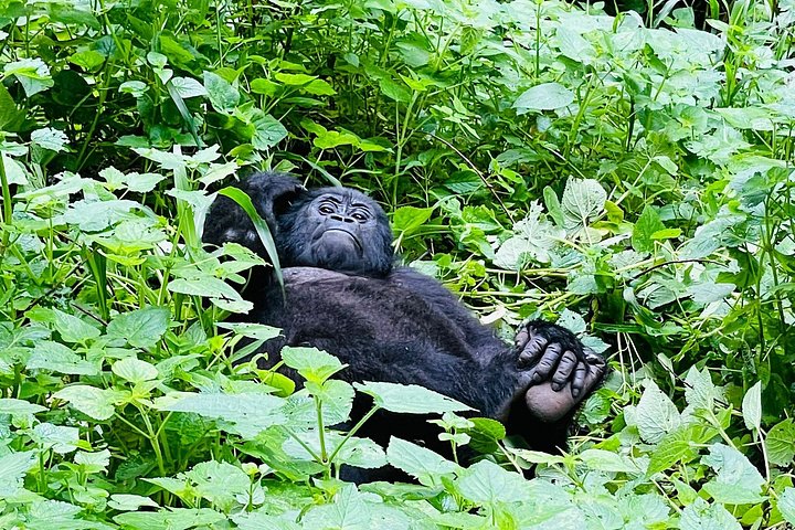 3 Days Gorilla and Chimpanzee Trekking in Uganda