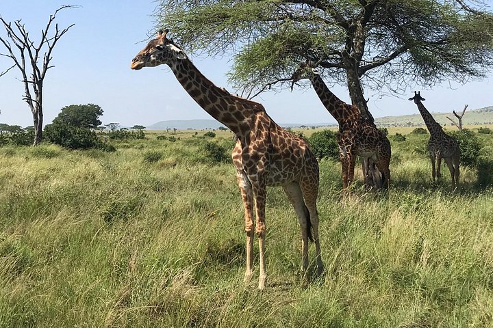 Tarangire National Park 1-Day Safari from Moshi or Arusha