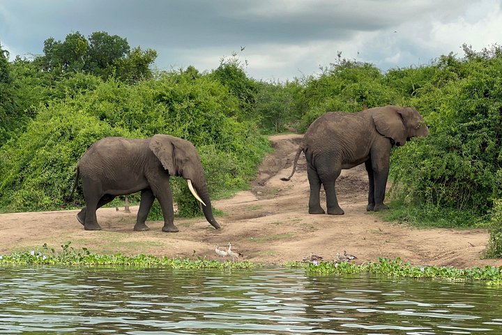 7 Day Wildlife Tour, Mount Bisoke Hiking & Gorilla Trekking Trip