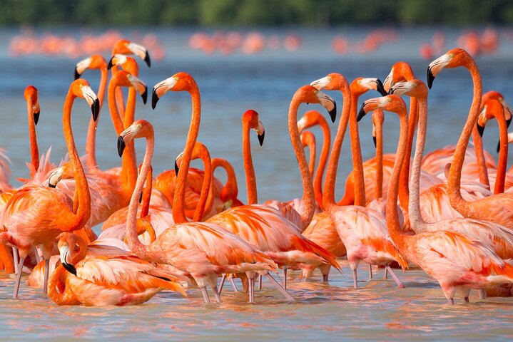 Flamingo Watching Private Tour in Celestun Biosphere Reserve