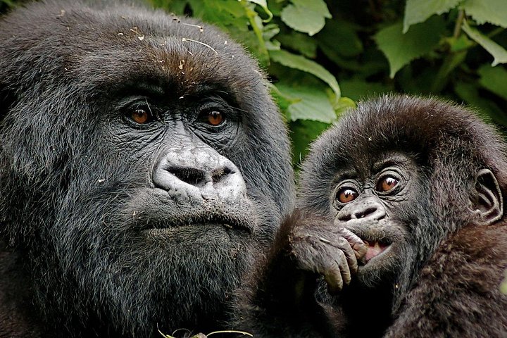 3 Day Exciting Gorilla Trekking Experience in Uganda