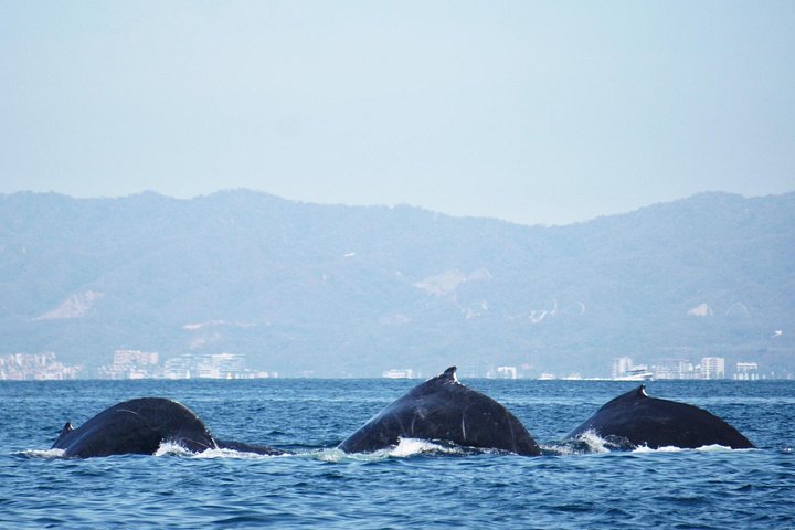 Humpback whale watching south of Puerto Vallarta