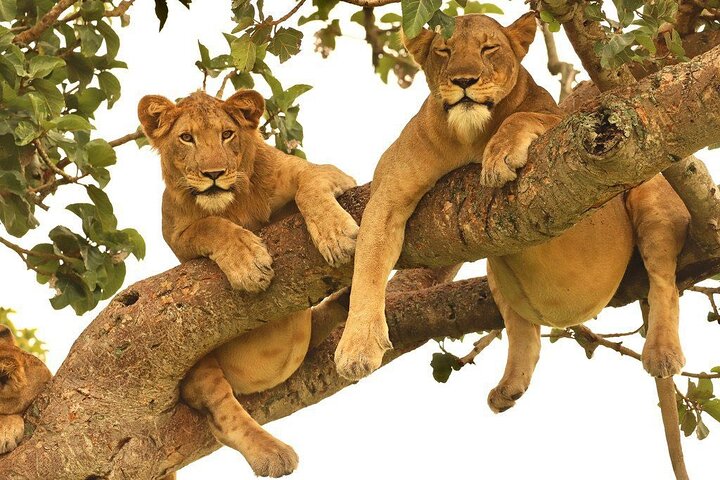 12 Day Pearl of Africa Nature And Wildlife Experience