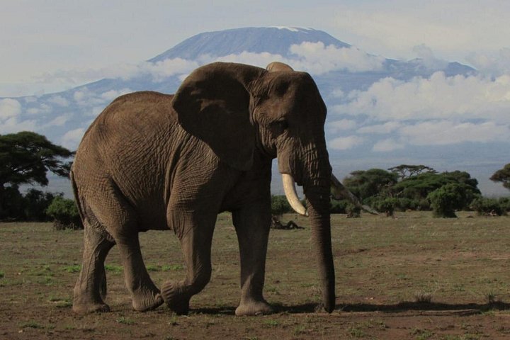 2 Days Amboseli Express Deluxe Private Tours