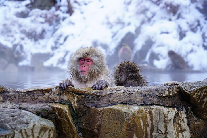 From Tokyo: Private Snow Monkey Day Trip to Nagano