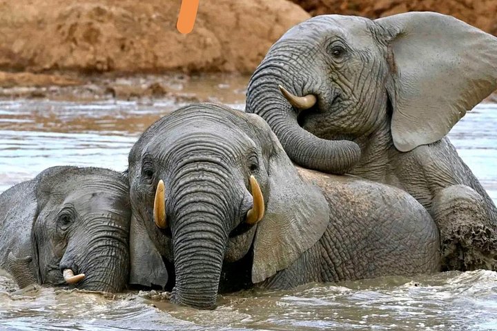 Great Addo Elephant Park Adventure Safari