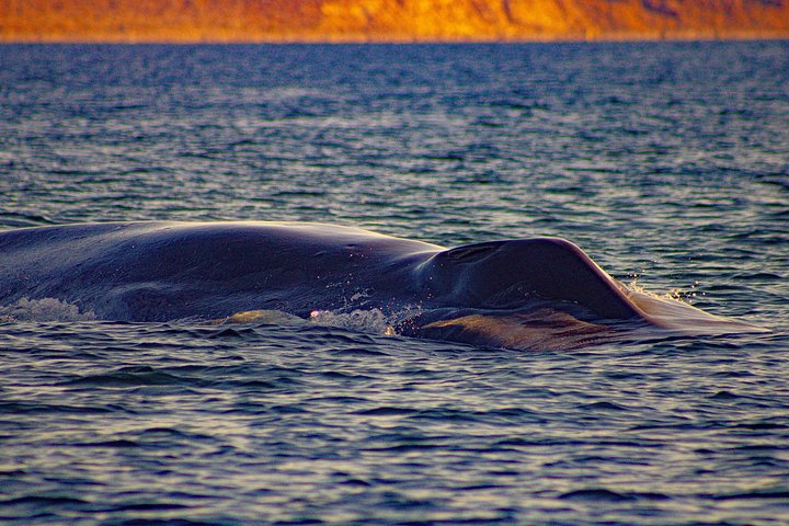 7-Day Baja Whale Safari: 3 Whale Species & Snorkeling Experiences