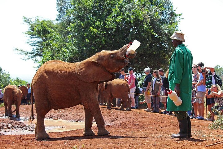 Giraffe Center, Elephant, Museum of Illusion & Safaripark Dinner