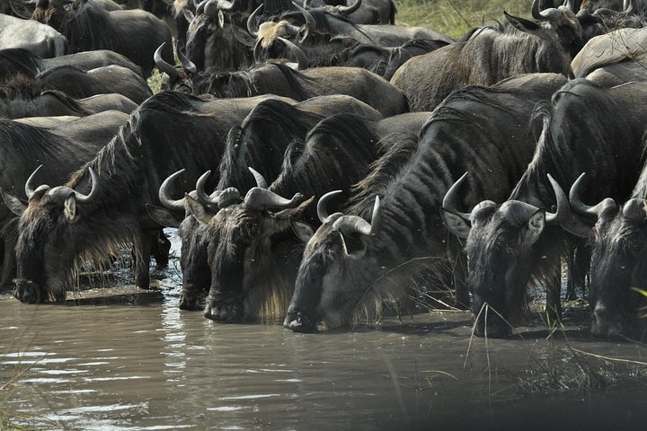 3 Days Boating Lake victoria,Saanane Island Hiking and Serengeti