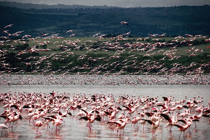 2Days Lake Bogoria and Lake Nakuru National Park Safari