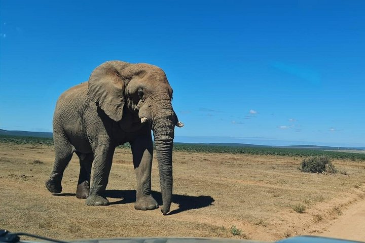 Addo Elephant National Park Half Day (Open Vehicle)Shared Tour