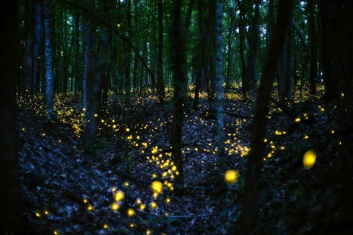 Fireflies & Silver Leaf monkey Tour With Free Batu Caves Temple