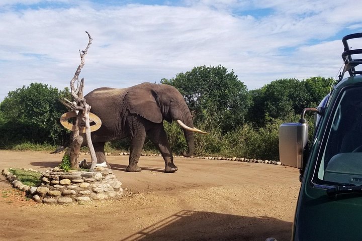 5 Days Chimpanzee Trekking and Big 5 Safari