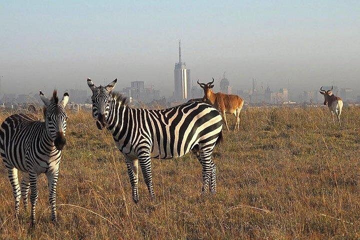 Nairobi National Park Half-Day Tour