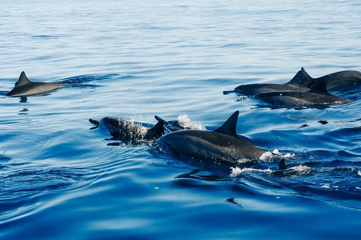Private Full-Day: Dolphin & Monkey Jungle Adventure
