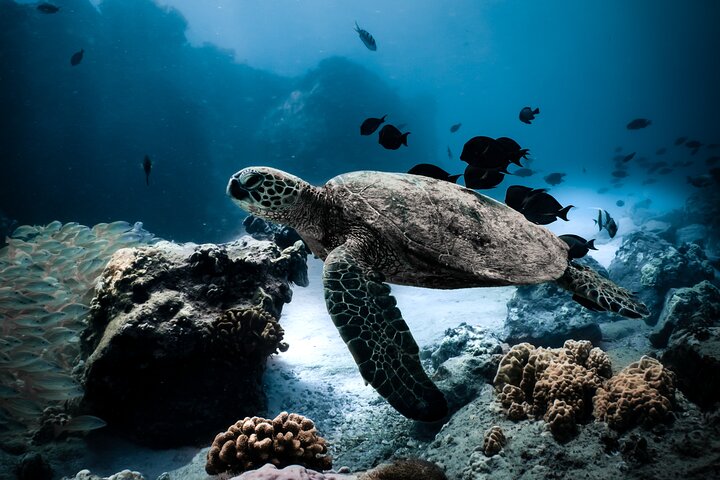 Turtle Canyon Snorkel Tour - Semi-private: 6 passenger max