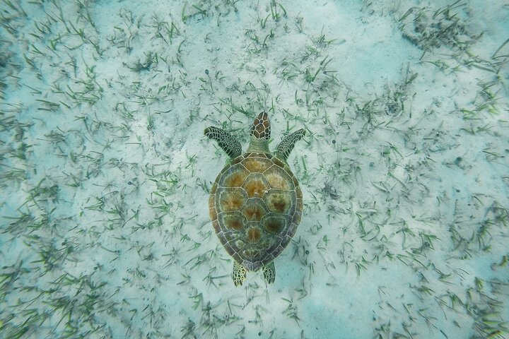 6 Hours Rose Island Tour with Snorkeling Experience and Lunch