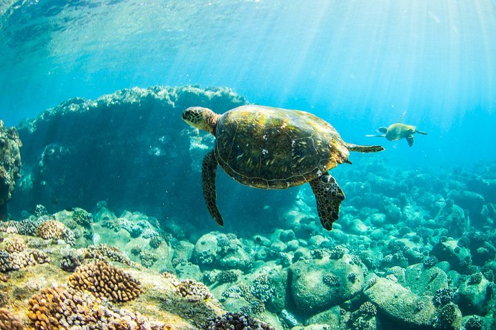 Kauai's Ultimate Guided Shore Snorkel (NO BOAT): North Anini