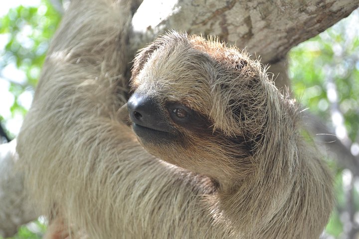 Sloth and Monkey Sanctuary Excursion in Roatan