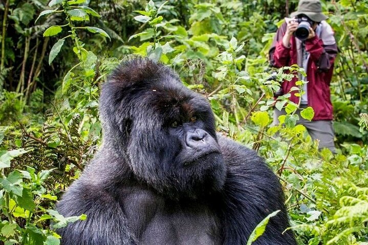 3-Day Gorilla Trekking Adventure In Uganda | Rwanda