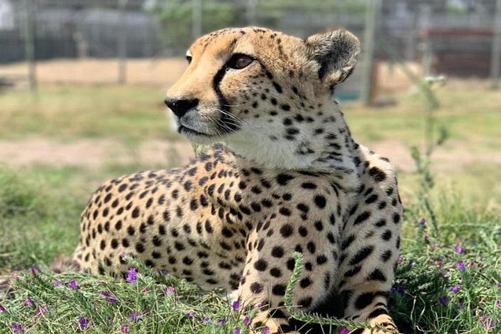 Full-Day Big 5 with Lunch & Breakfast at Aquila Safari Game Drive