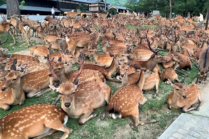 Kyoto & Nara Private Tour from Osaka Kyoto Hotel Pick-up