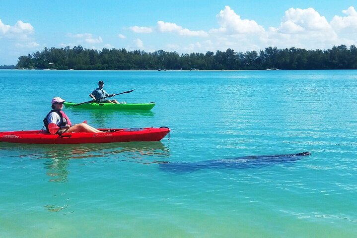 Coastal Wildlife Kayak Tour