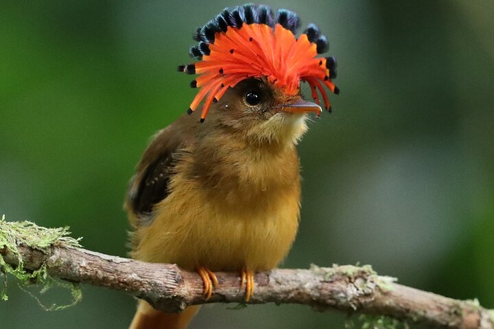 Atlantic Forest Birdwatching: Private Day Trip from São Paulo