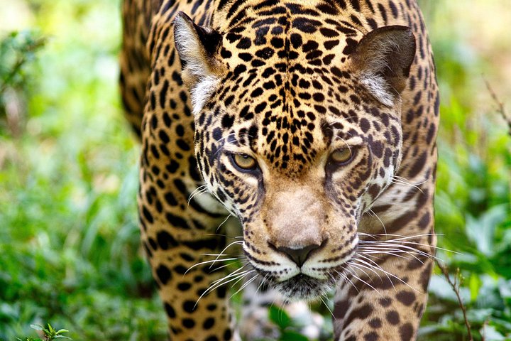 Cusco: 4 Days inside the Manu Park - Jungle Amazon Reserve