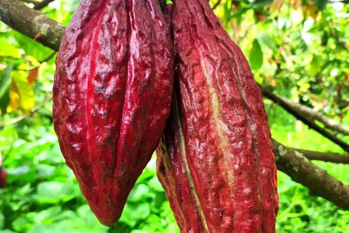Custom Cacao Tour + Riding in Pereira