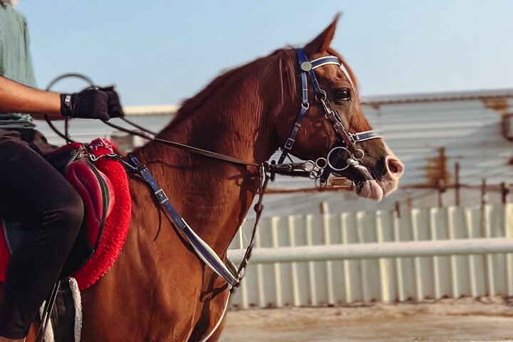 Private-Doha Half Day Safari/Horse Ride and Camel Ride included