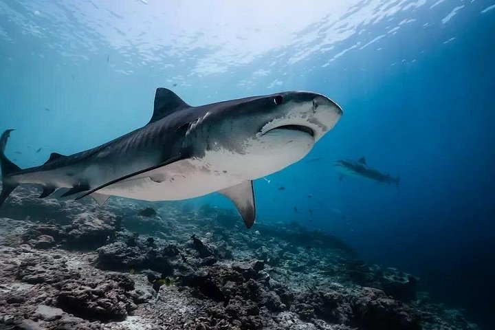Tiger Shark Diving in Fuvahmulah:8 Days, 7 Nights 15 dives offer