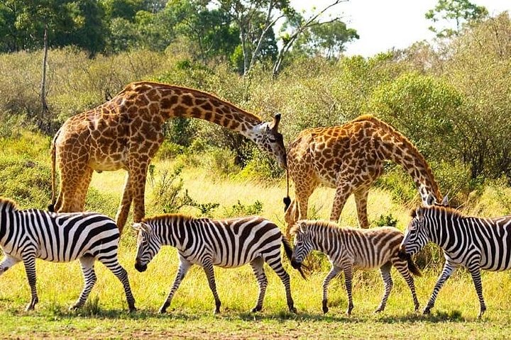 Chobe Day Trip from Livingstone with Transfer