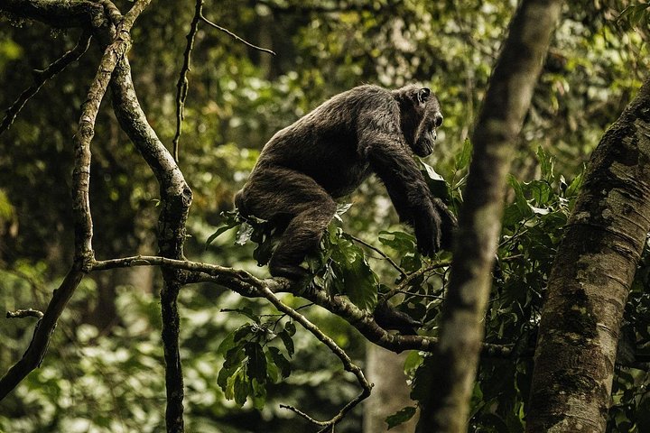 2 Days Nyungwe National Park Tours -Chimps-Canopy-Waterfall