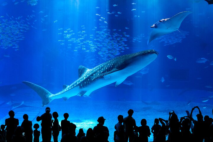 Okinawa HIP-HOP BUS B - 1 Course Tour (Okinawa Churaumi Aquarium)