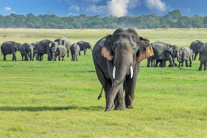 2-Day Kandy & Sigiriya Tour From WASKADUWA/COLOMBO/NEGOMBO