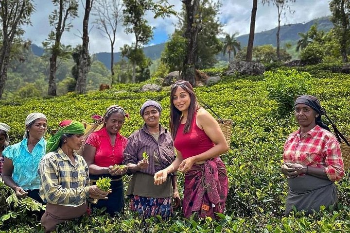 Recorrido guiado privado de 8 días por Sri Lanka que incluye los mejores hoteles
