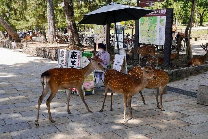 Wakayama Castle, Kuroshio Market, Nara Deer Park & Todai-ji Tour